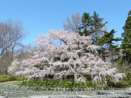 京都府立植物園