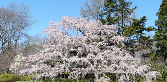 京都府立植物園