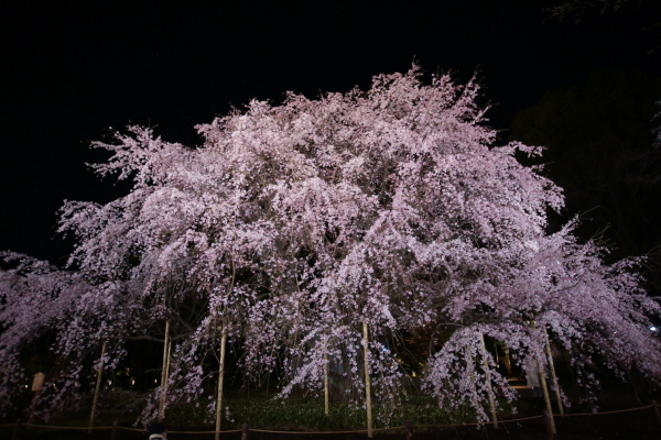 六義園　桜