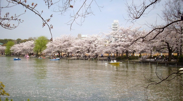 上野恩賜公園　桜
