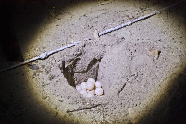 セリンガン島　亀の産卵02