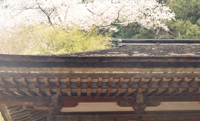 混雑を避けたい 桜と楽しめる奈良の穴場スポット 室生寺と長谷寺を紹介 ぷらんジャ