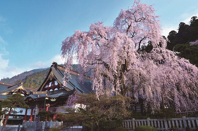 樹齢400年の優美 身延山久遠寺のしだれ桜 ぷらんジャ